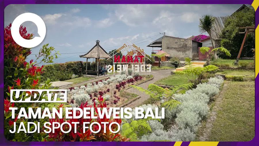 Melihat Bunga Edelweis di Bali Tanpa Mendaki 