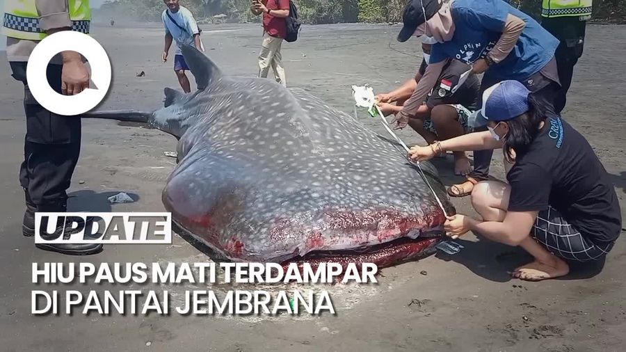 Penampakan Hiu Paus Kembali Terdampar di Pantai Jembrana