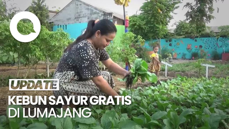 Top! Ada Kebun Sayur Gratis untuk Warga di Lumajang