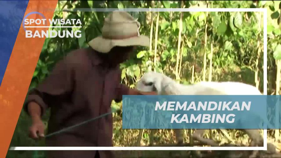 Momen Seru Memandikan Kambing di Cikidang Bandung 