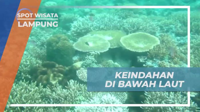 Snorkeling di Pulau Kiluan Lampung, Dimanjakan Keindahan Bawah Lautnya