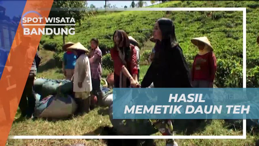 Memetik Daun Teh Hingga 13 kilogram, Bandung
