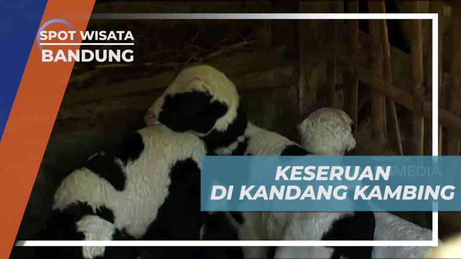 Seru-seruan Bermain di Kandang Kambing, Bandung