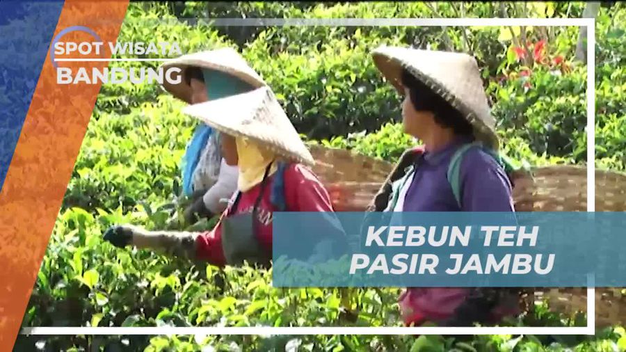 Hijaunya Hamparan Perkebunan Teh Pasir Jambu Bandung