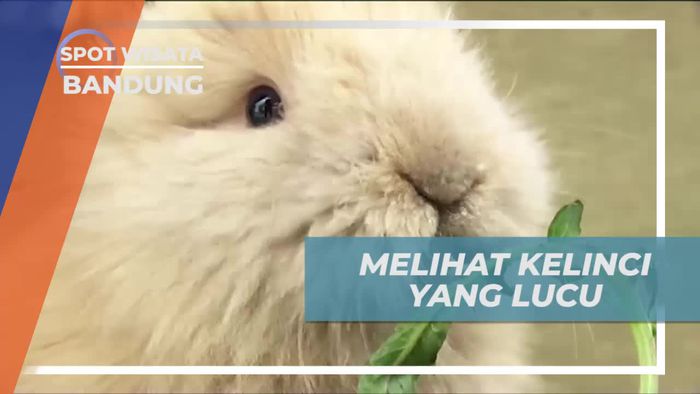 Melihat Tingkah Lucu dan Menggemaskan Kelinci di Bandung