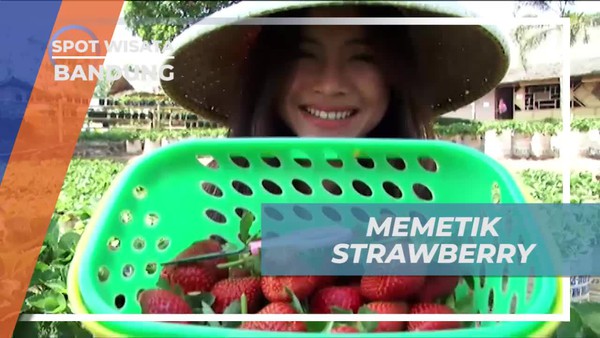 Memetik Strawberry di Saung Sari Bandung