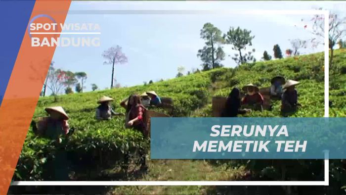 Mengenal Cara Memetik Daun Teh Bersama Petani, Bandung