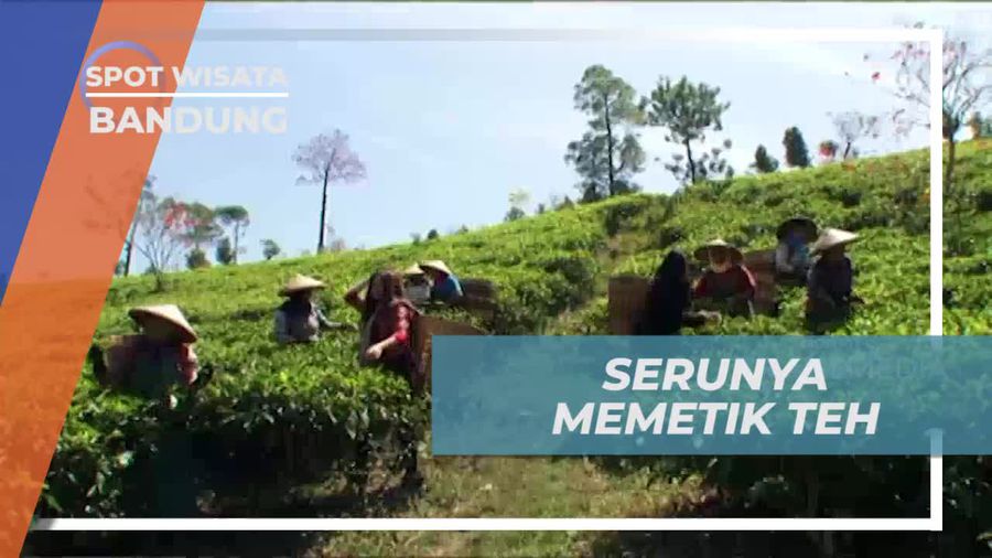 Mengenal Cara Memetik Daun Teh Bersama Petani, Bandung