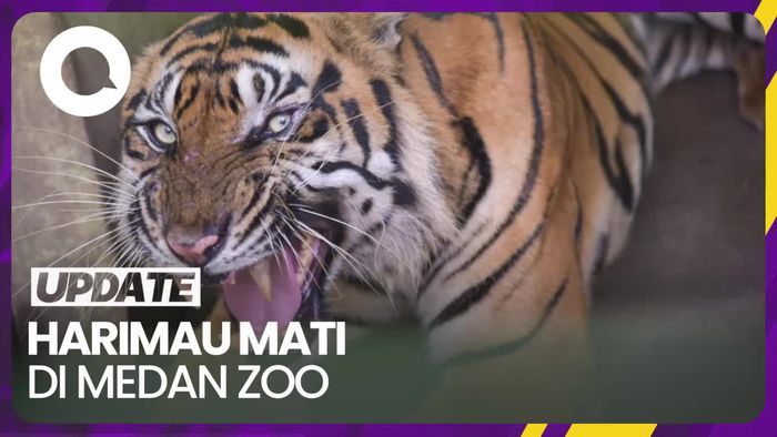 Walkot Bobby Disentil Usai Harimau Mati di Medan Zoo