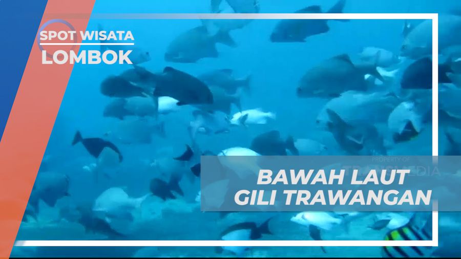 Menikmati Pesona Keindahan Biota Bawah Laut Gili Trawangan, Lombok