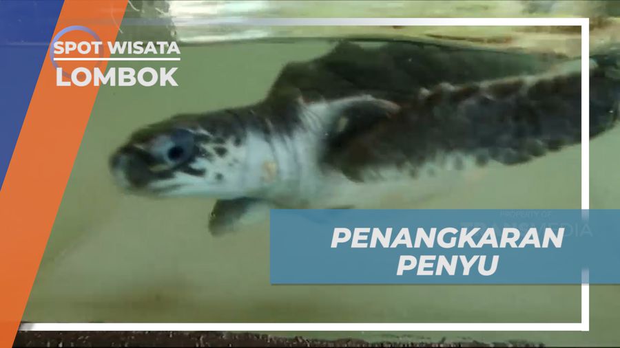 Mengenal Beragam Jenis Penyu di Tempat Penangkaran, Lombok