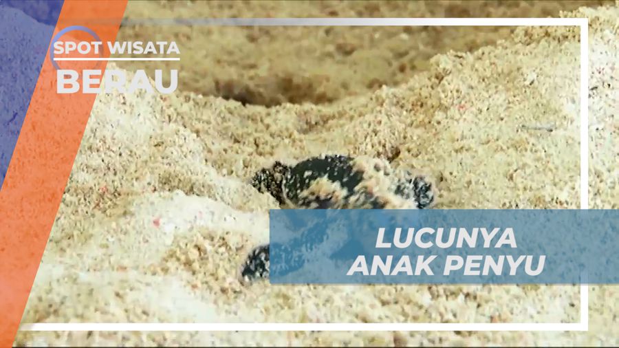Lucunya Anak Penyu yang Baru Menetas, Berau