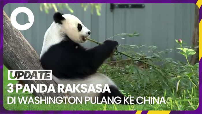 Proses Pemulangan Panda Raksasa di Washington ke China