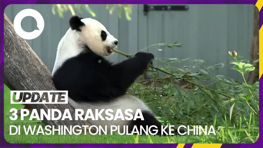 Proses Pemulangan Panda Raksasa di Washington ke China