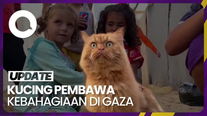 Tiga Kucing yang Jadi Pelipur Lara Pengungsi Gaza