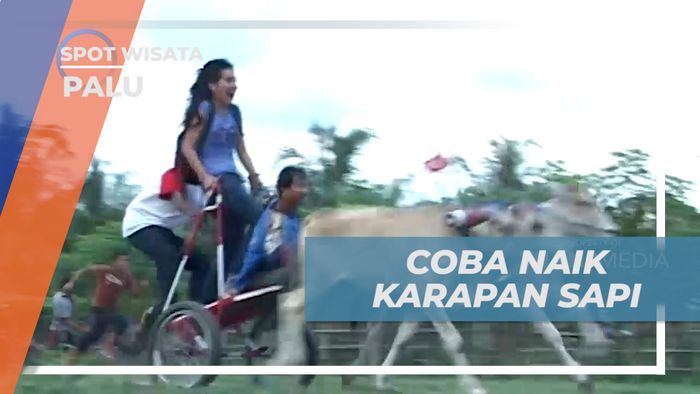 Pengalaman Seru Ikut Adu Cepat Balap Karapan Sapi, Palu