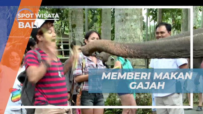 Senangnya Berinteraksi dan Memneri Makan Hewan Lucu Berbelalai Panjang, Bali