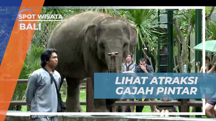 Melihat Keseruan Atraksi Gajah Pintar di Taman Satwa, Bali