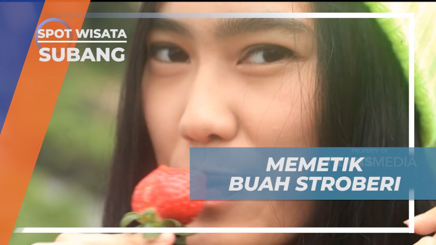 Senangnya Memetik Buah Strawberry Langsung dari Pohonnya, Subang