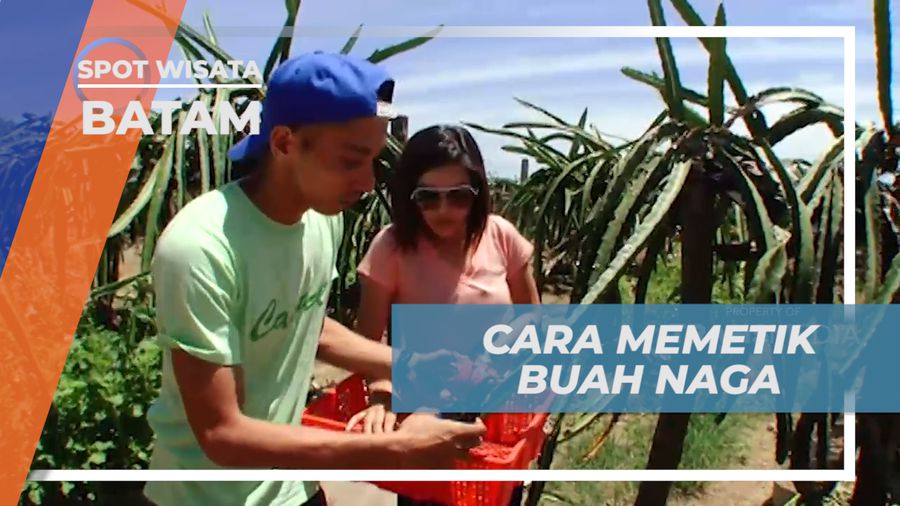 Senangnya Memetik Buah Naga Langsung di Kebunnya, Batam