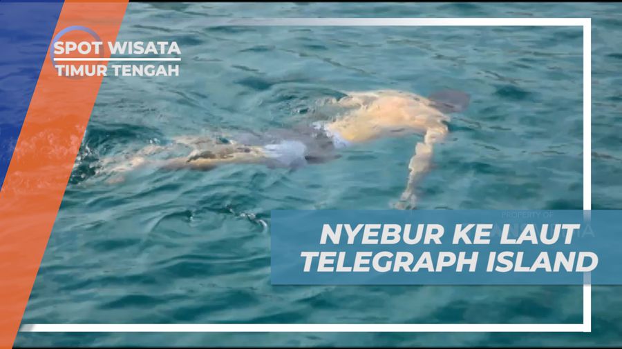 Berenang Santai Menikmati Kesegaran Air Laut Telegraph Island, Timur Tengah