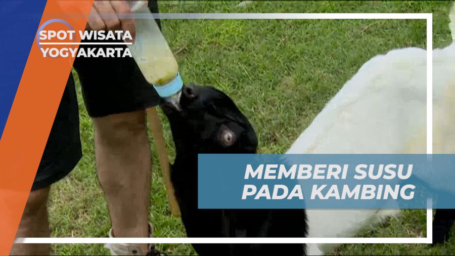 Senangnya Berinteraksi dan Memberi Susu Anak Kambing, Yogyakarta