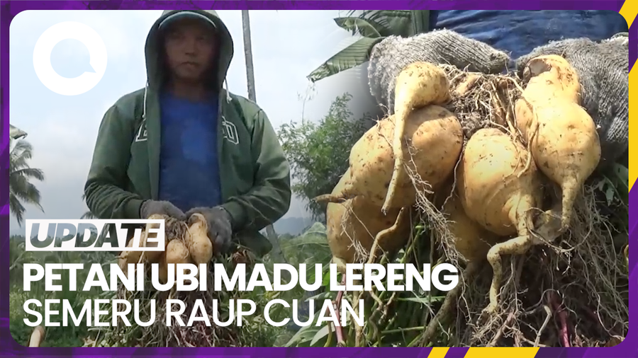 Berkah Musim Kemarau untuk Petani Ubi Madu di Lereng Semeru