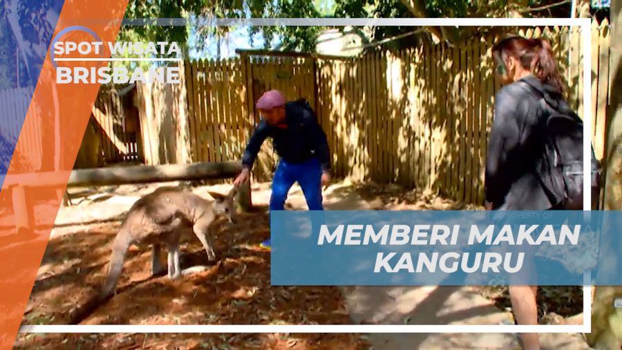 Sensasi Seru Berinteraksi dan Memberi Makan Hewan Endemik Australia, Brisbane