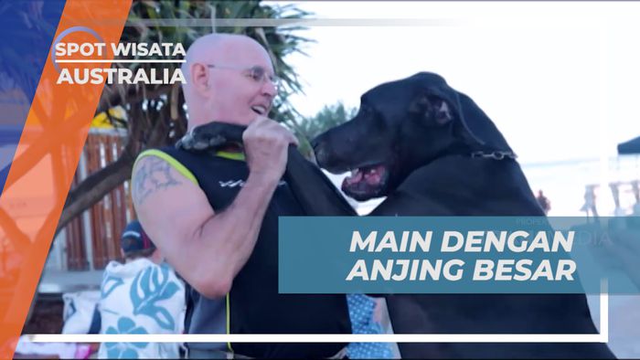 Sensasi Berinteraksi Dengan Anjing yang Berukuran Super Besar, Australia