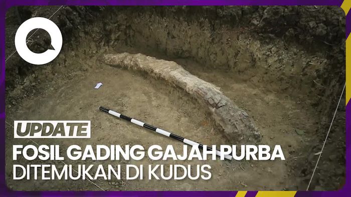 Penampakan Fosil Gading Gajah Purba Berusia 1,5 Juta Tahun di Kudus
