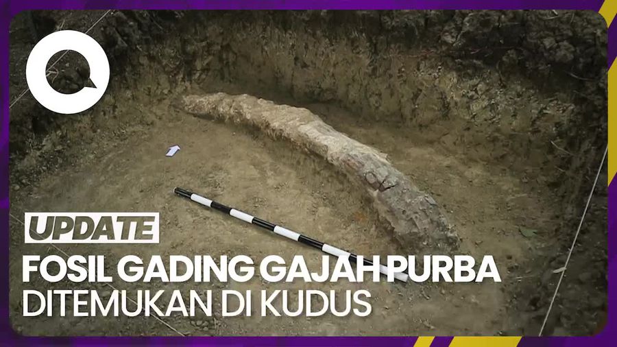 Penampakan Fosil Gading Gajah Purba Berusia 1,5 Juta Tahun di Kudus
