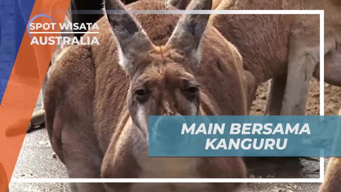 Bertemu Kangguru, Satwa Berkantung Khas Australia 