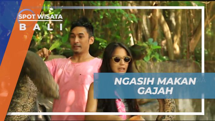 Liburan Seru ke Taman Satwa, Memberi Makan Gajah Secara Langsung, Bali