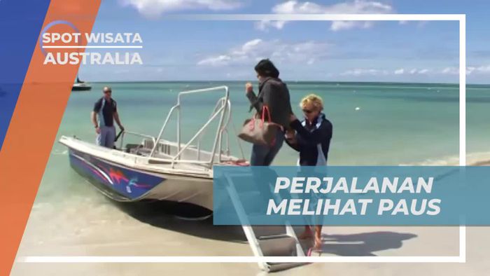 Naik Cruise Menuju Spot Melihat Ikan Paus, Australia 