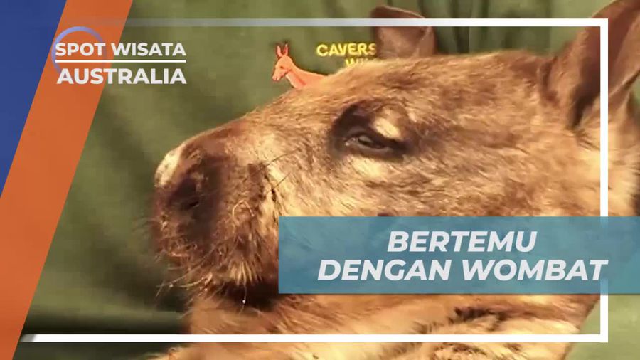 Caversham Wildlife Park Australia, Bertemu Dengan Wombat