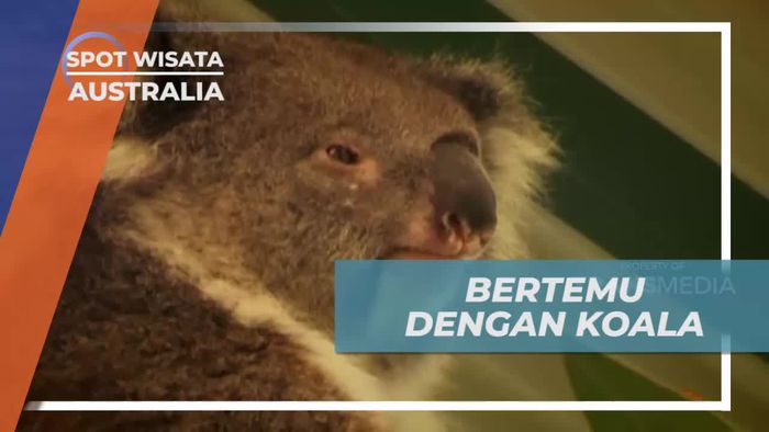Caversham Wildlife Park Australia, Bertemu Koala Si Tukang Tidur 