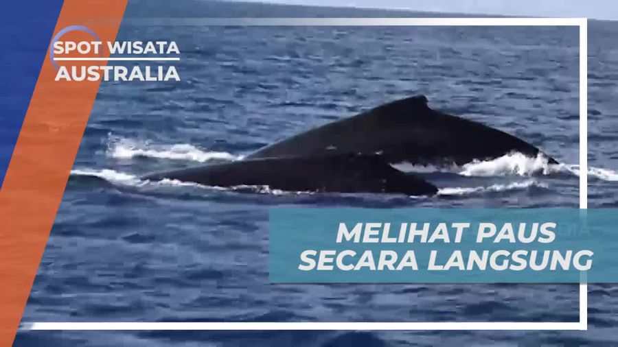 Pengalaman Seru Melihat Paus Secara Langsung, Australia 