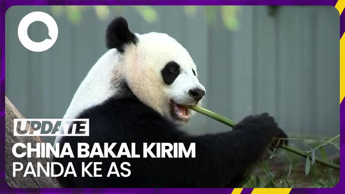 Isyarat Xi Jinping Kirim Panda Lagi ke AS