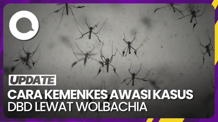 Kata Kemenkes soal Keamanan Program Pengendalian DBD Lewat Wolbachia