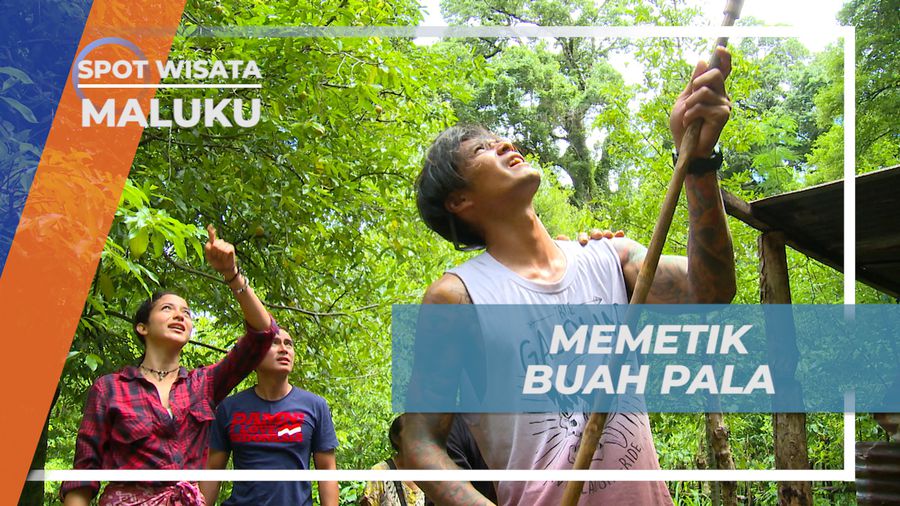 Memetik Buah Pala Menggunakan Alat Khusus, Maluku