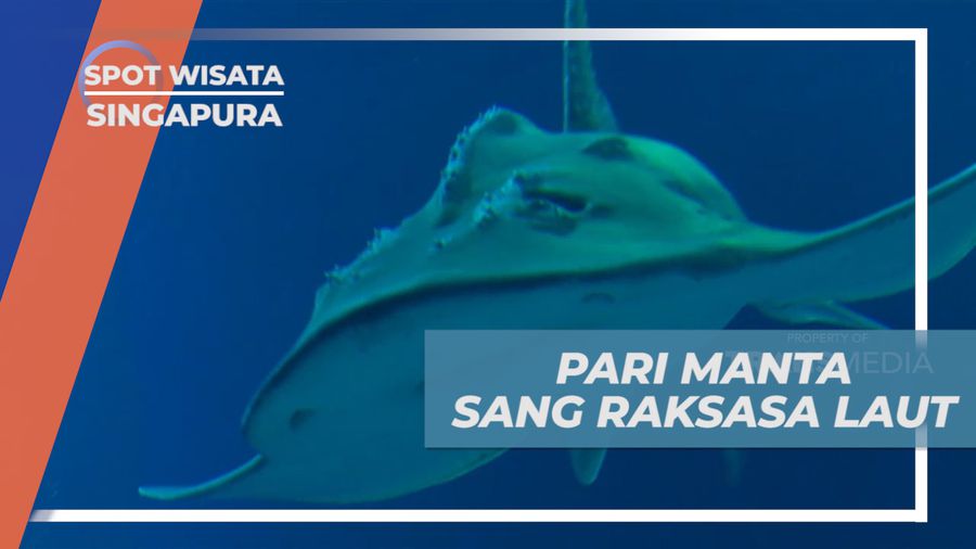 South East Aquarium Singapura, Melihat Ikan Pari Sepanjang 7,6 Meter
