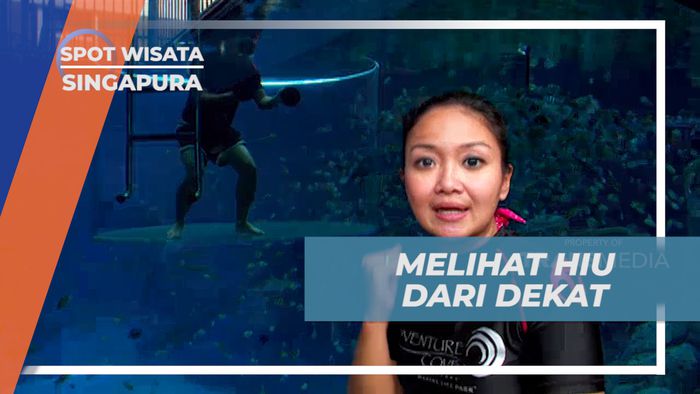 Melihat Dari Dekat Predator Laut di Singapura