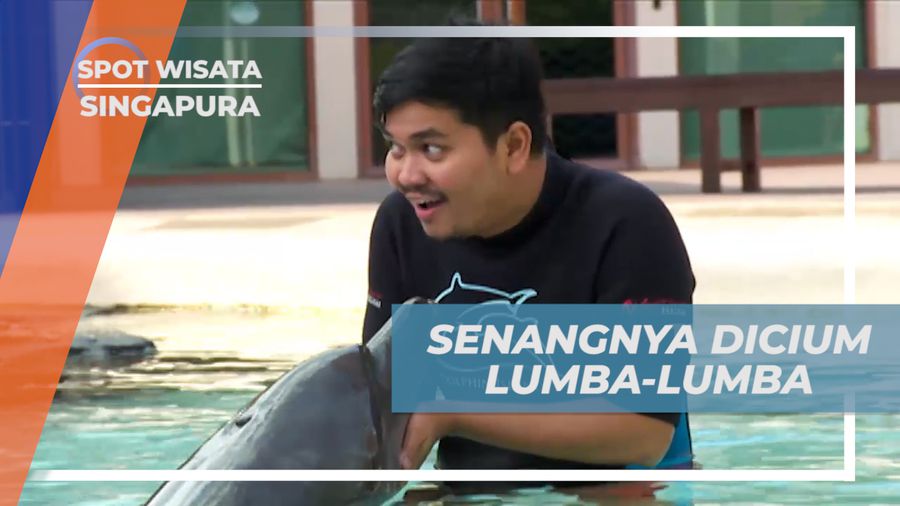 Sensasi Menggemaskan Dicium Lumba-lumba di Singapura 