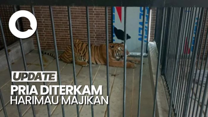 Pria di Samarinda Tewas Diterkam Harimau Milik Majikannya