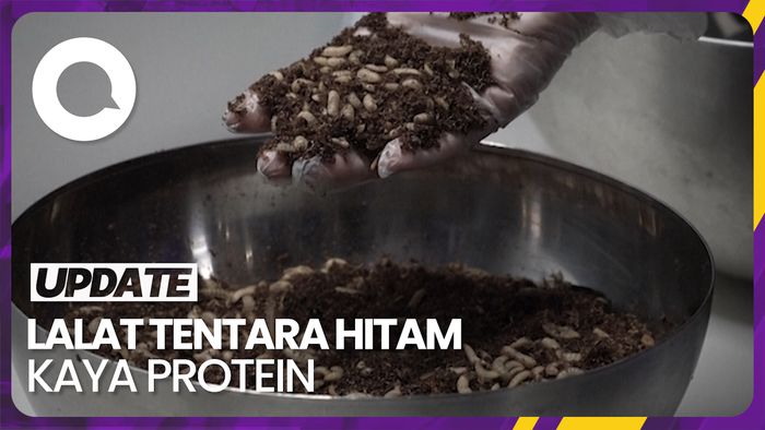 Pendayagunaan Lalat Sebagai Pakan Alternatif Ikan