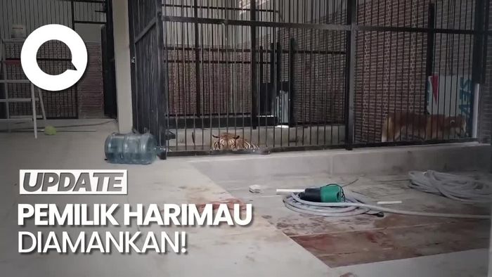 Penampakan Harimau yang Terkam Pemuda hingga Tewas di Samarinda