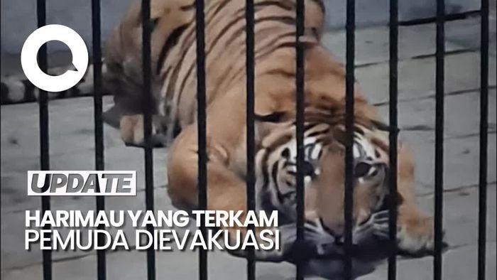 Harimau yang Terkam Pria di Samarinda Dievakuasi ke Tabang Zoo