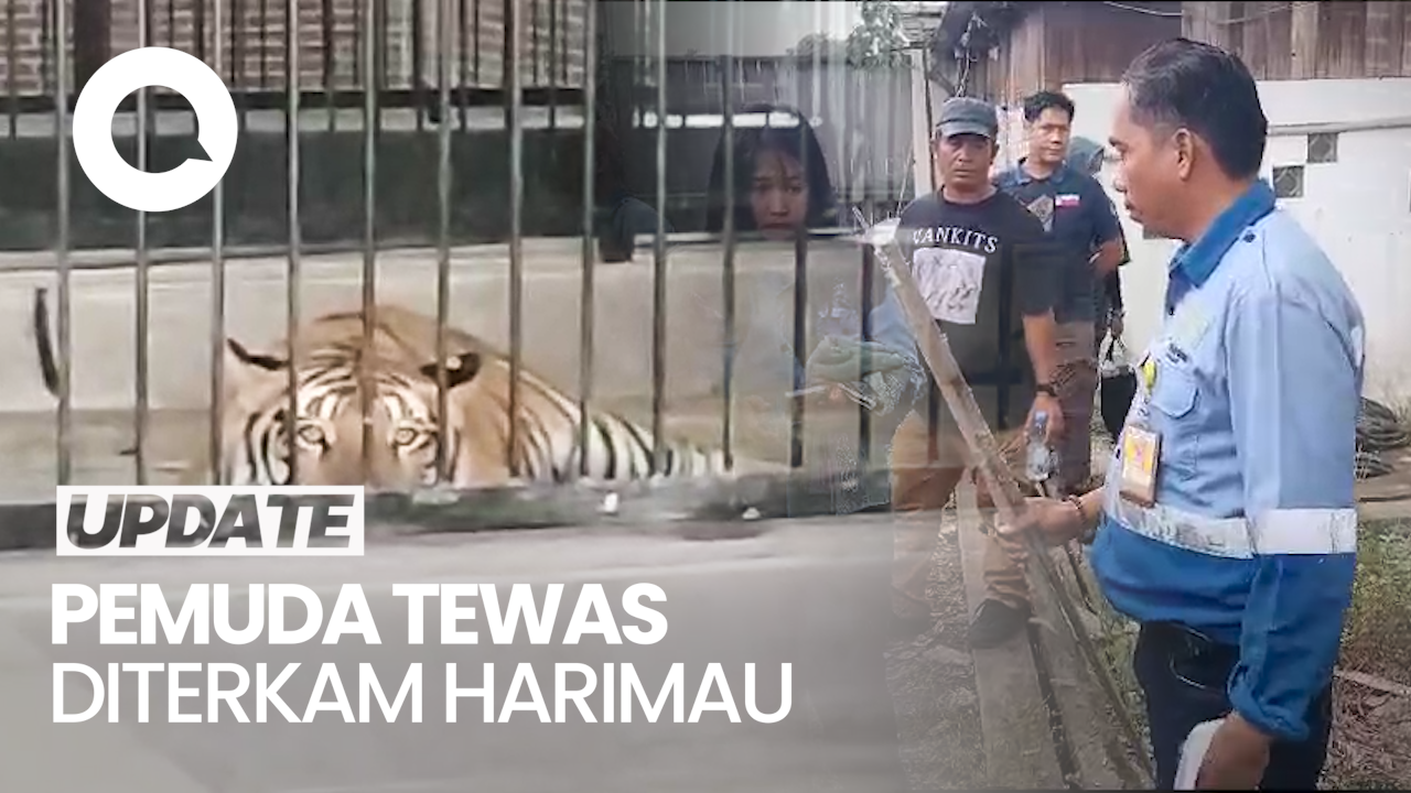 Nahas Pemuda Di Samarinda Tewas Diterkam Harimau Peliharaan Majikannya