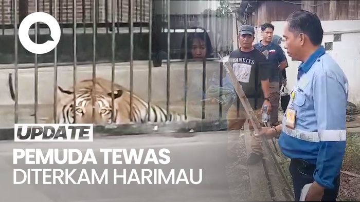 Nahas Pemuda di Samarinda Tewas Diterkam Harimau Peliharaan Majikannya