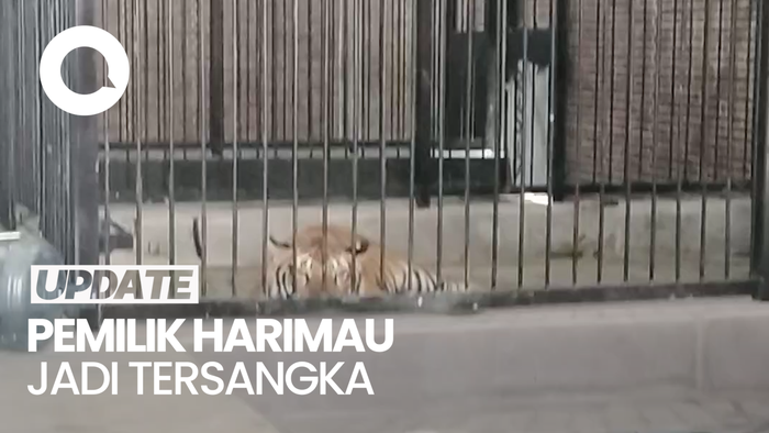 Pemilik Harimau yang Terkam Pemuda di Samarinda Jadi Tersangka